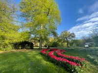 Fredenbaumpark Tulpen Mai 2021 IMG_4212