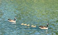 G&auml;nsefamilie auf dem Dortmund-Ems-Kanal IMG_4330 